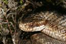 7291 Adder Head (Vipera berus)